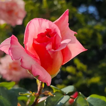 Diamond Sarafovo By Kp アパートホテル 4*