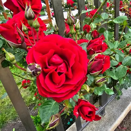 Diamond Sarafovo By Kp