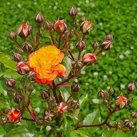 アパートホテル Diamond Sarafovo By Kp 4*