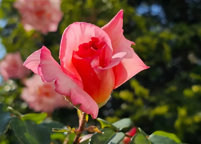 Diamond Sarafovo By Kp Апарт-отель 4*