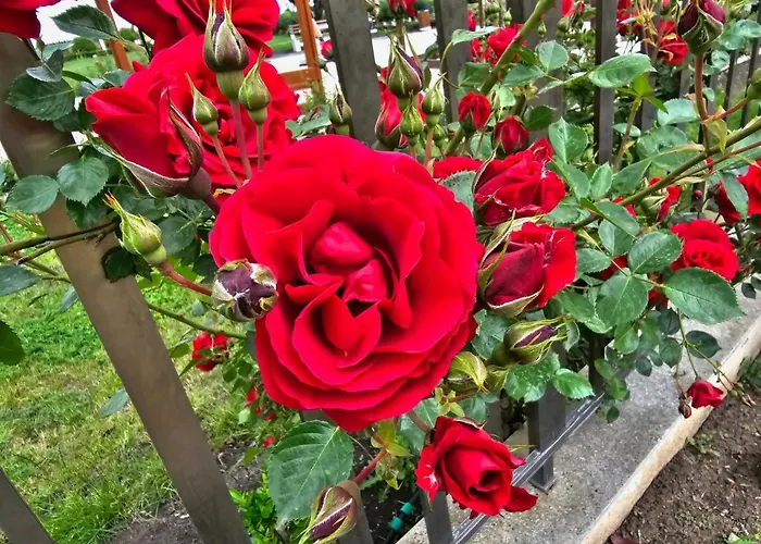 Diamond Sarafovo By Kp