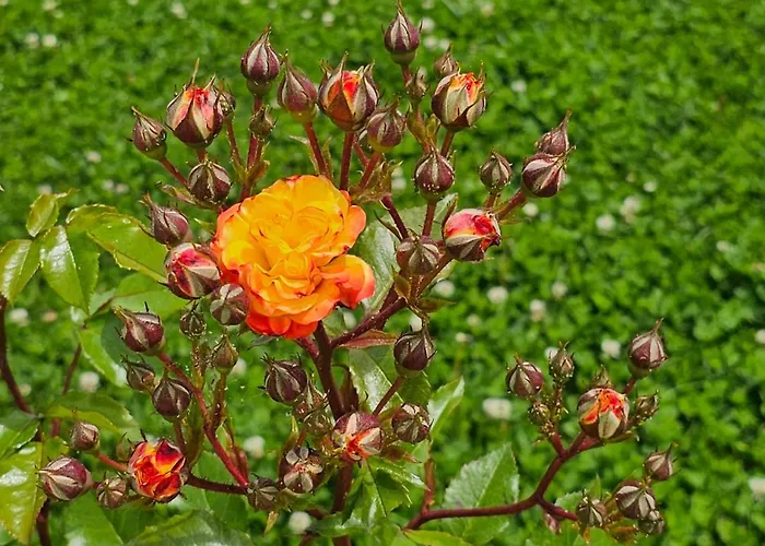 Apart-hotel Diamond Sarafovo By Kp 4*